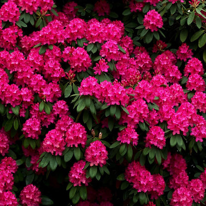 Rhododendrons Plant Live, Dark Pink Rhododendron Shrub, Large Flowering Tree 1 Gallon Potted for Gardening