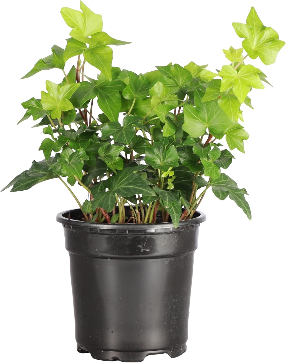 Thorsen's Greenhouse Live Green English Ivy Plant, Hedera Helix, Natural Air Purifier, Easy to Grow, Live Indoor Houseplant, 4" Diameter Pot (Nursery Pot)