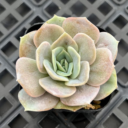 Sprout N Green Echeveria Blue Surprise, Mini Live Succulent Fully Rooted in 2 inch Starter Pot with Soil Mix, House Plant for Indoor Outdoor Home Office Wedding Decoration Party Favor