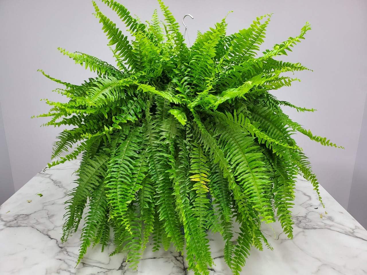 Live Boston Fern Hanging Basket – 12" Basket with 34” Wide Lush Green Fronds – Air-Purifying Houseplant – Pet Friendly & Easy Care for Home, Porch, Patio, or Office Décor