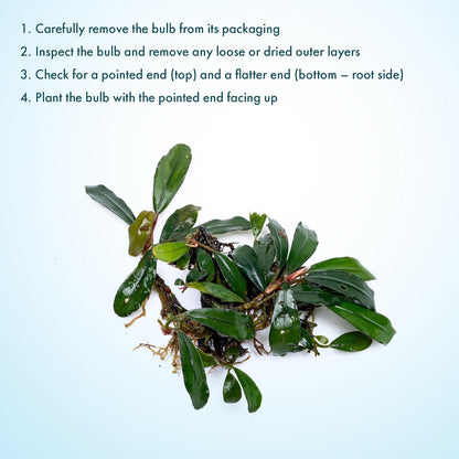SubstrateSource Live Plants - Giant Motleyana Buce (Bucephalandra sp. 'Giant Motleyana') - Low Light, Iridescent Green Aquatic Plant, Foreground to Midground Placement - Rhizome Growth - Loose, 1 Pack