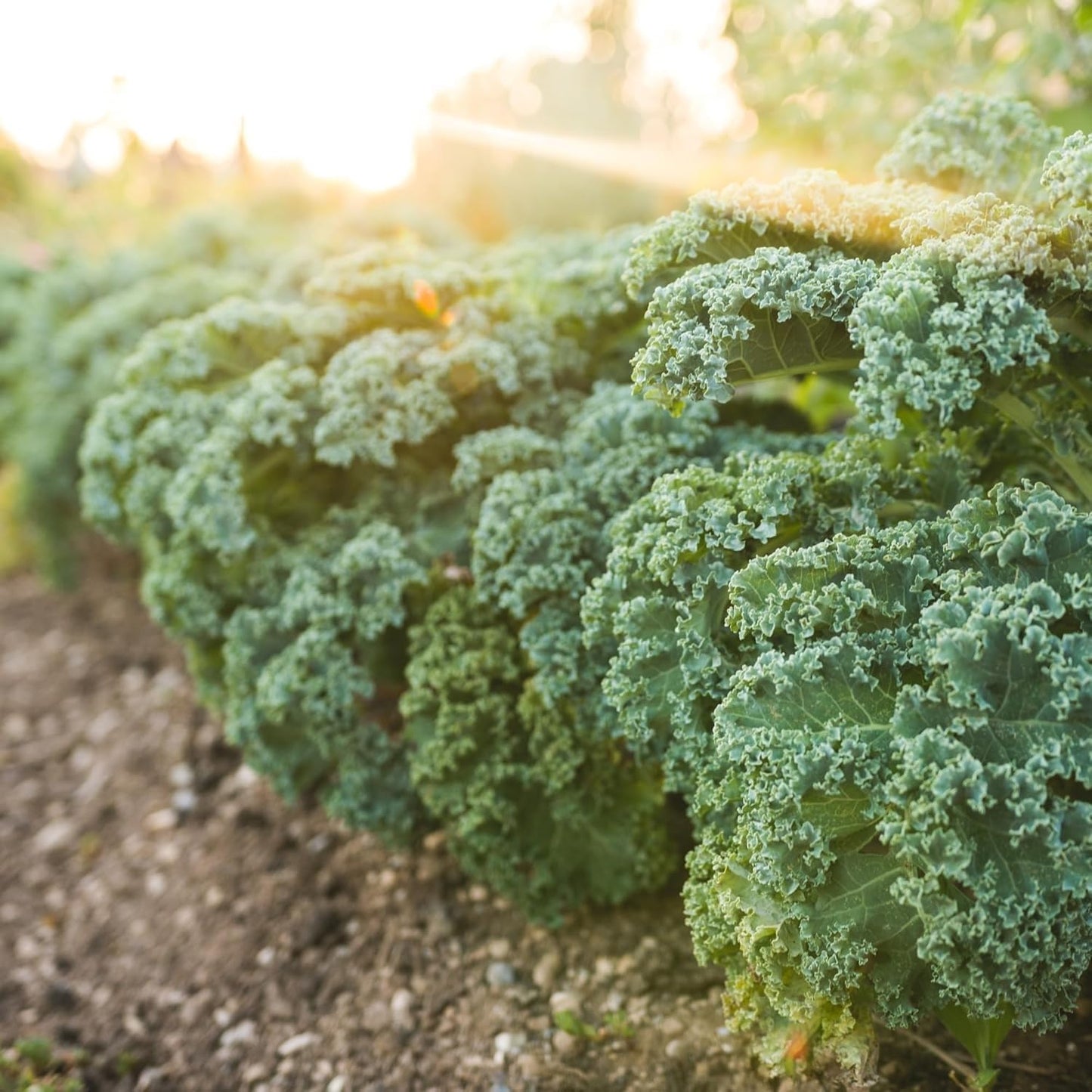 Dwarf Siberian Kale Seeds for Planting – Plant & Grow Heirloom Non-GMO Dwarf Siberian Kale in Home Outdoor Vegetable Garden, Brassica Napus – 3 Packets