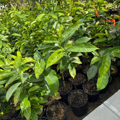 Soursop Tree, 3 Ft Tall Grafted Soursop Tree Live Plant in 3 Gallon Pot, Tropical Guanabana Trees, No Ship to CA