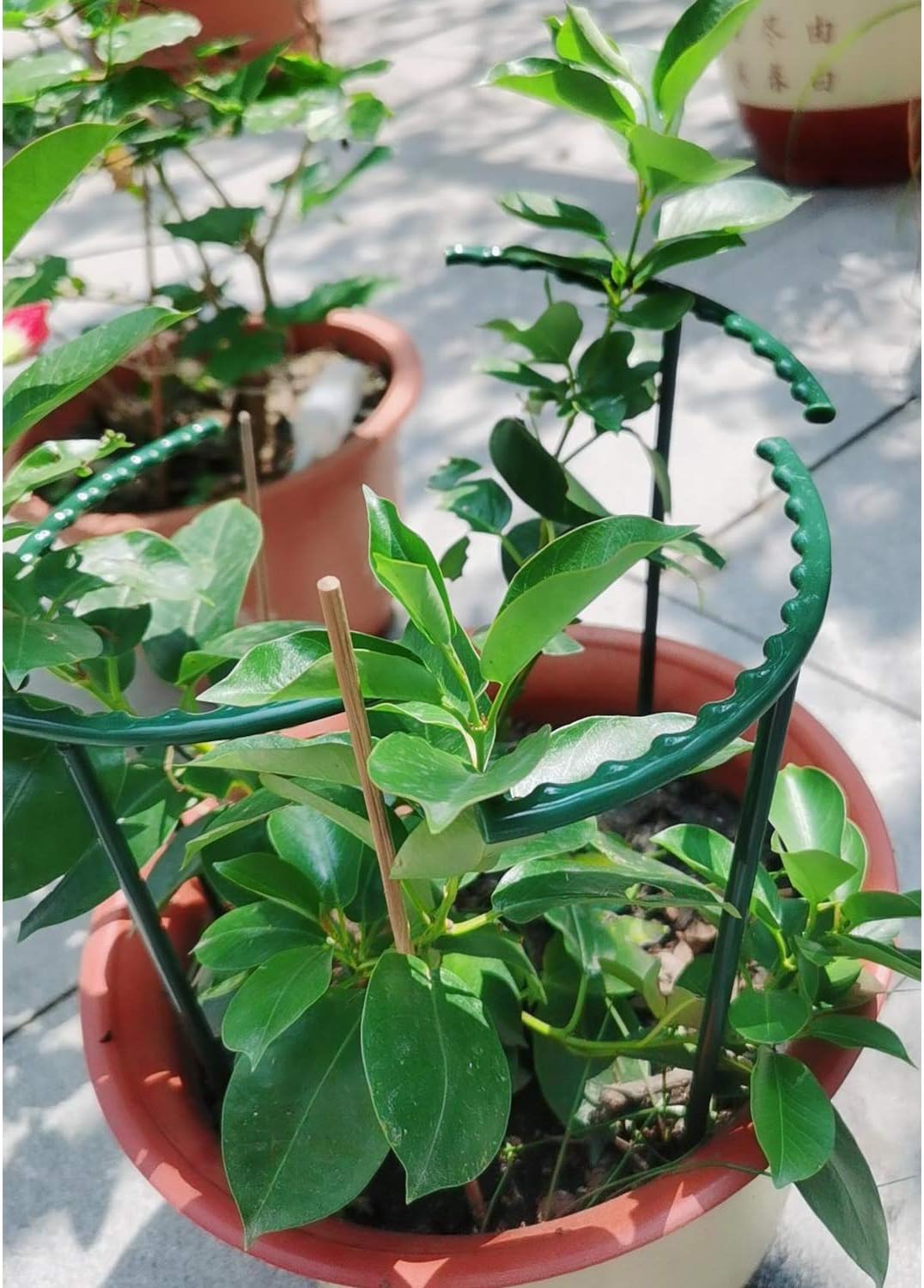Belit 8 Pack Small Plant Support Plant Stakes, Garden Flowers Green Plant Support Ring, Planter Support Ring for Schlumbergera, Clivia, Vegetables, 5.5" Wide x 9.8" High