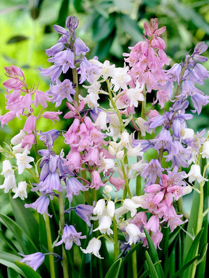 Spanish Bluebell Mixture - Perennial Spanish Bluebells (Wood Hyacinth) Bulbs for Planting | Spring Flowering Bulbs, Bell Shaped Flowers - Easy to Grow (25 Pack)