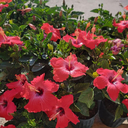 2 Red Hibiscus Live Plants, Clump 8-12” Tall, Hardy Hibiscus Plants Live, Hibiscus Trees Flowering Shrub
