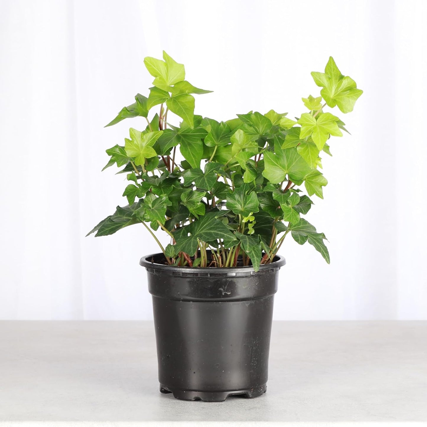 Thorsen's Greenhouse Live Green English Ivy Plant, Hedera Helix, Natural Air Purifier, Easy to Grow, Live Indoor Houseplant, 4" Diameter Pot (Nursery Pot)