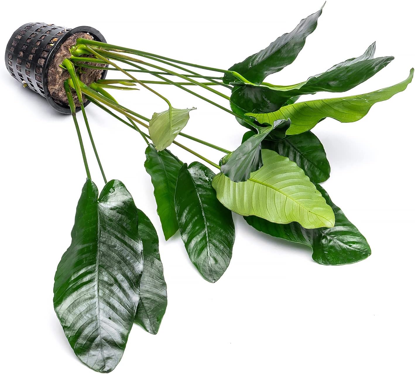 SubstrateSource Anubias Live Aquarium Plants - Potted Freshwater Plant for Fish Tanks, Terrariums - Beginner Friendly Low Light (Barteri, Mother Plant)