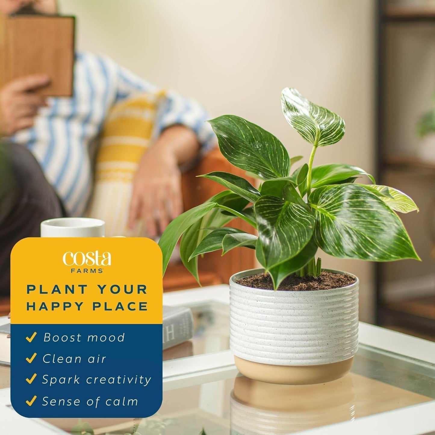 Costa Farms Philodendron Birkin Live Plant in Decorative Pot, Air Purifying Indoor Houseplant, Perfect for Home, Room, or Office Decor, Great House Warming or Birthday Gift, 12-18 Inches Tall