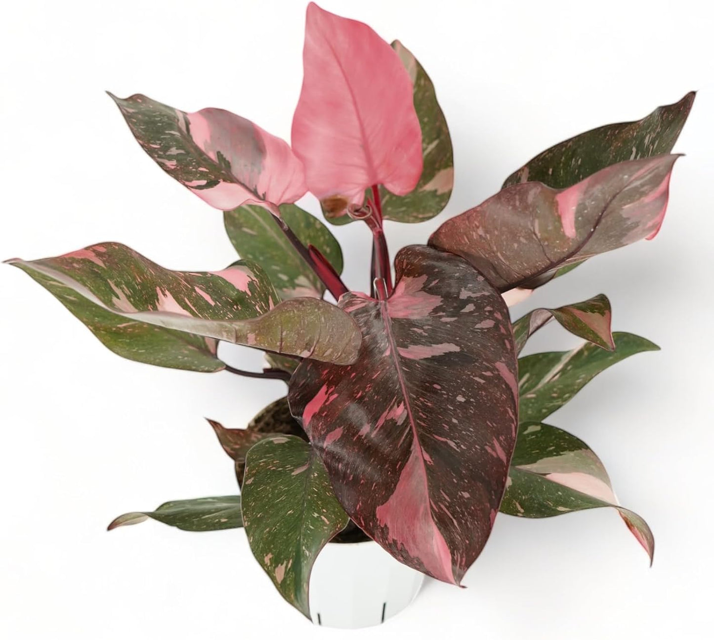 Philodendron Princess Package - Two Live Plants - Indoor Houseplants - Philodendron Pink Princess, White Princess, Elegant Plants Live Houseplants