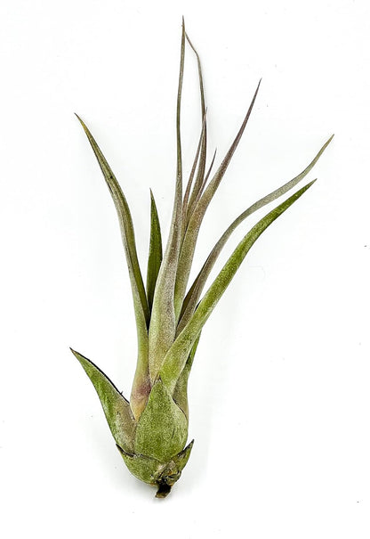 ragnaroc Live Air Plant – Tillandsia Capiput, Jumbo 6-9” - 3 ct - Live Arrival Guaranteed - House Plants for Home Decor & Gift