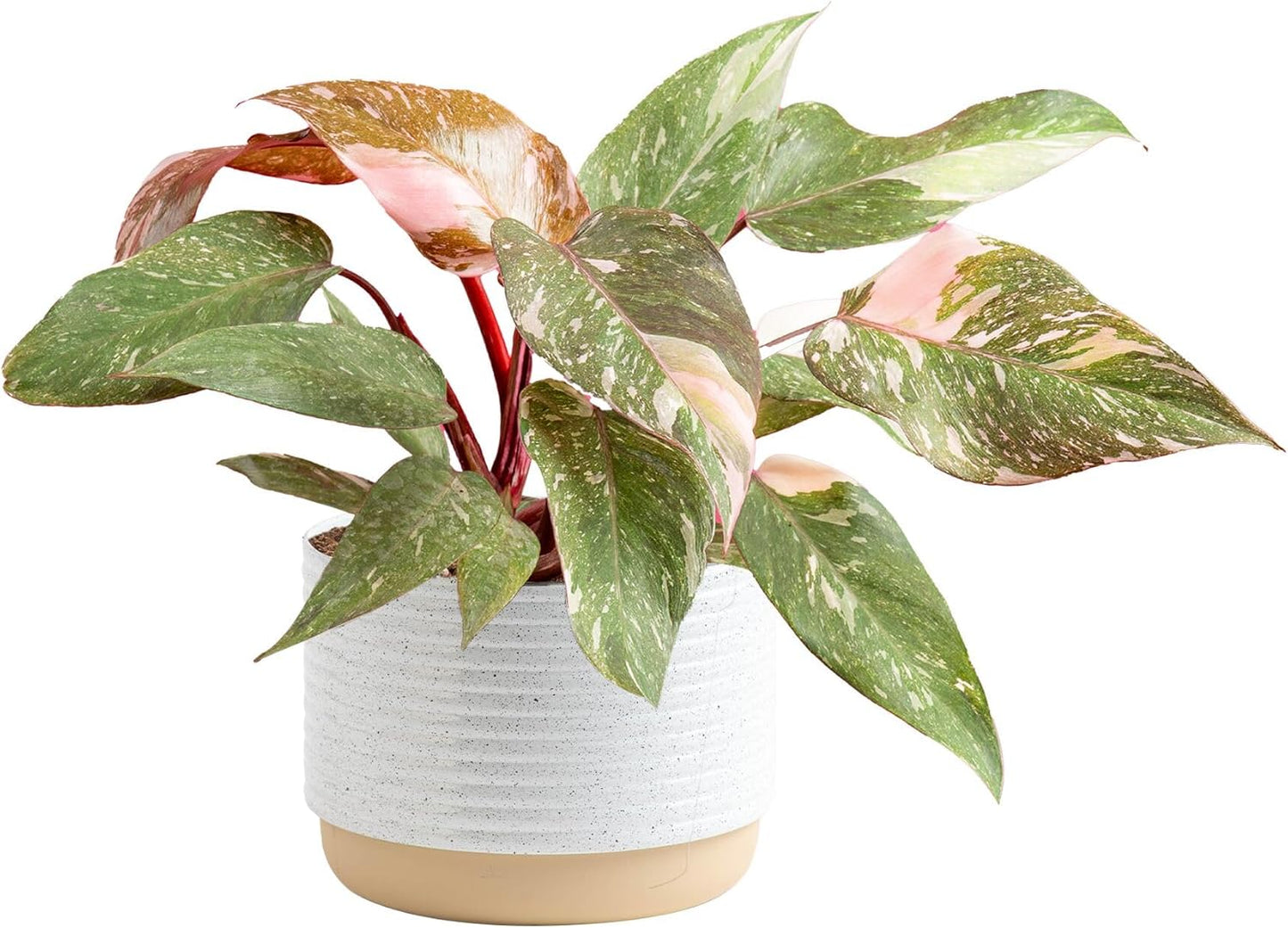 Costa Farms Pink Princess Philodendron, Live Indoor Plant, Rare Unique Houseplant Potted in Indoors Garden Plant Pot, Living Room Home Decor, Trending Tropicals Collection, 1 Foot Tall