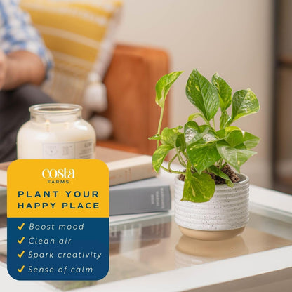 Costa Farms Golden Pothos Live Plant, Devil's Ivy in Decorative Pot, Easy to Maintain, Air Purifying Indoor Houseplant, Home, Room, or Office Decor, House Warming or Birthday Gift, 12-14 Inches Tall