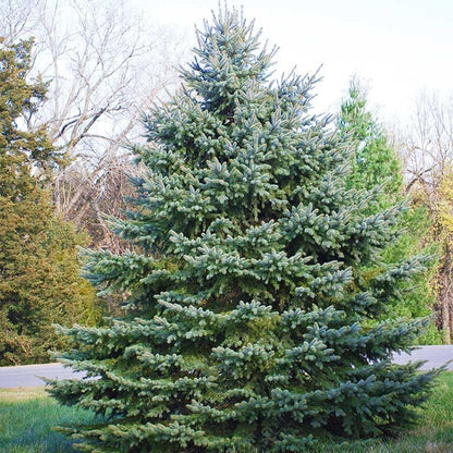 Colorado Blue Spruce Tree Plug Seedlings | 6"-12" | Arbor Day Foundation (5-Pack)