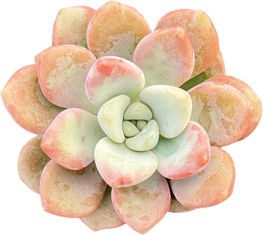 Sprout N Green Echeveria Spotted Deer, Live Succulent Plant Fully Rooted in 2" Pots with Soil Mix, Real Houseplant for Indoor Outdoor Home Office Wedding Decoration Party Favor