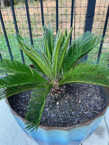 Gardenera Premium SOGO Palm Plant Potting Mix - Crafted for Thriving Growth and Exquisite Beauty - 1 Quart