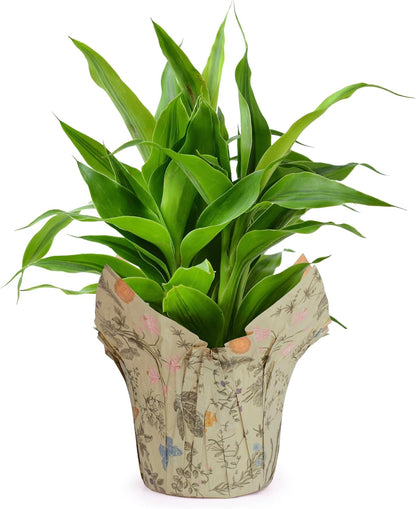Premium 6” AZA Plant Pot Covers, Decorative Plant Sleeve for Indoor & Outdoor House Plants, Reusable and Gift-Ready for Flower Pots, Green-Print, Pack of 5