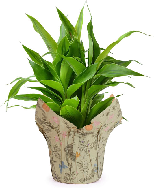 Premium 6” AZA Plant Pot Covers, Decorative Plant Sleeve for Indoor & Outdoor House Plants, Reusable and Gift-Ready for Flower Pots, Green-Print, Pack of 5