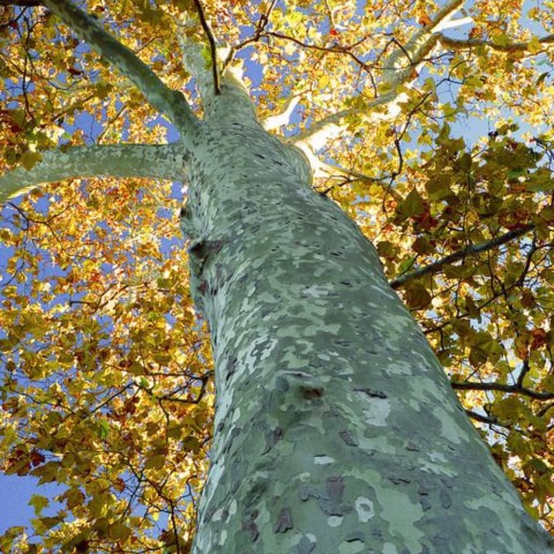 Sycamore Tree Live Plant, Dormant Ornamental Sycamore Plant in Quart Pot, Large Shade Tree 8-10 Inch