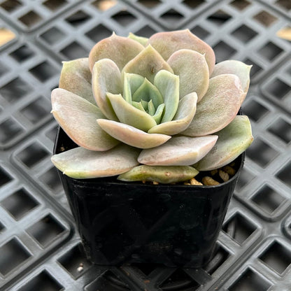 Sprout N Green Echeveria Blue Surprise, Mini Live Succulent Fully Rooted in 2 inch Starter Pot with Soil Mix, House Plant for Indoor Outdoor Home Office Wedding Decoration Party Favor