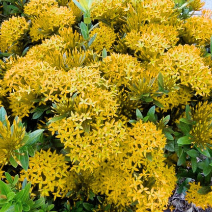 2 Yellow Ixora Live Plants, Well-Rooted Flowering Ixora Shrub Seedlings, 4-9” Tall, Tropical Ixora Bush for Indoor or Outdoor Garden