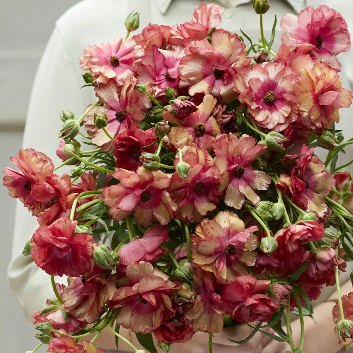 Eden Brothers Butterfly Ranunculus Bulbs - Musa®