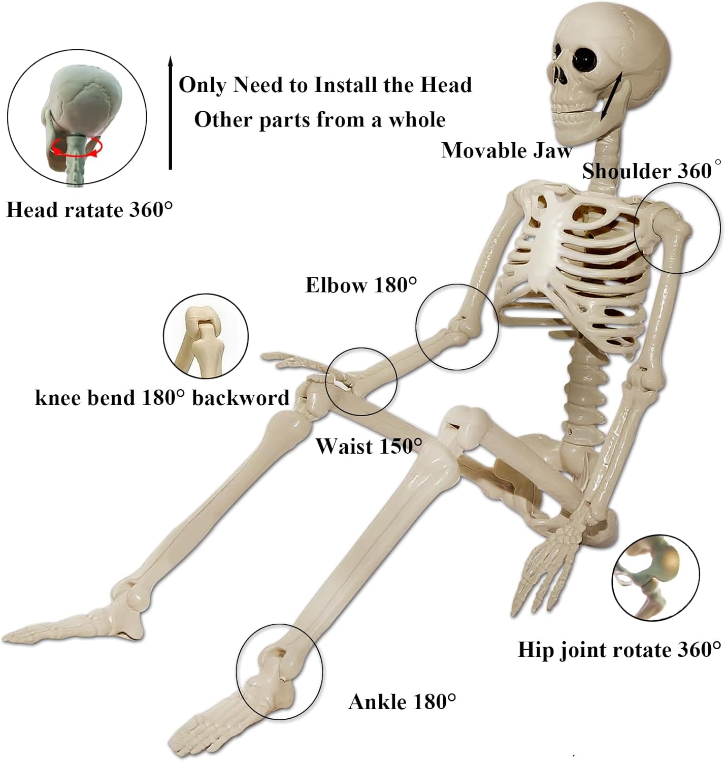 Skeleton Halloween Decorations Outdoor Indoor - 2Pcs 36" 1Pcs 16" Posable Plastic Skeleton, Movable Joints Full Body Bones,Funny Halloween Decor for Party,Porch,Haunted House,Yard, Garden,Graveyard