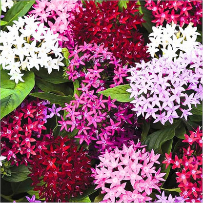 2 Mix Ixora Live Plants, Well-Rooted Flowering Ixora Shrub Seedlings, 4-9” Tall, Tropical Ixora Bush for Indoor or Outdoor Garden