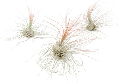 Coral Colorful Tillandsia Air Plants - Long Lasting Color Enhanced Live Tillandsia Succulent House Plants - Home and Garden Decor - Easy Care Indoor/Outdoor Plants (Argentea Thin, Single)