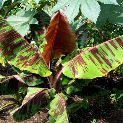 Zebrina Banana Plant Live, 4-6" Tall Well-Rooted for Indoor Tropical Displays, Cold Hardy Banana Fruit Tree
