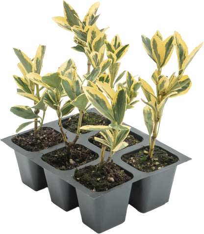 6 Silver King Euonymus, Live Plants – Euonymus Japonica – Hardy Variegated Evergreen Shrub in 2.5” Nursery Cubes – Low-Maintenance & Highly Adaptable for Landscaping
