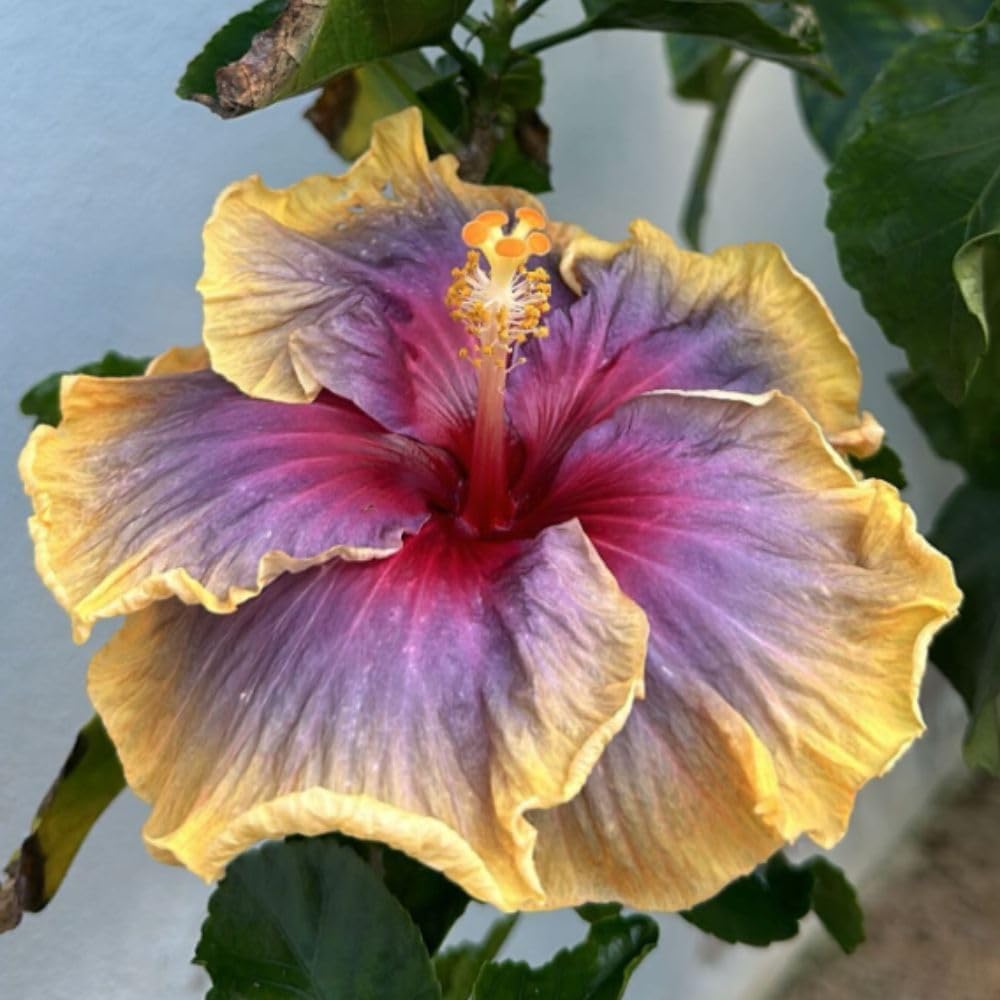 Purple Yellow Hibiscus Live Plant – 5–7 Inch Tropical Hibiscus Flower, Hardy Outdoor Hibiscus for Garden, Patio & Landscape Planting