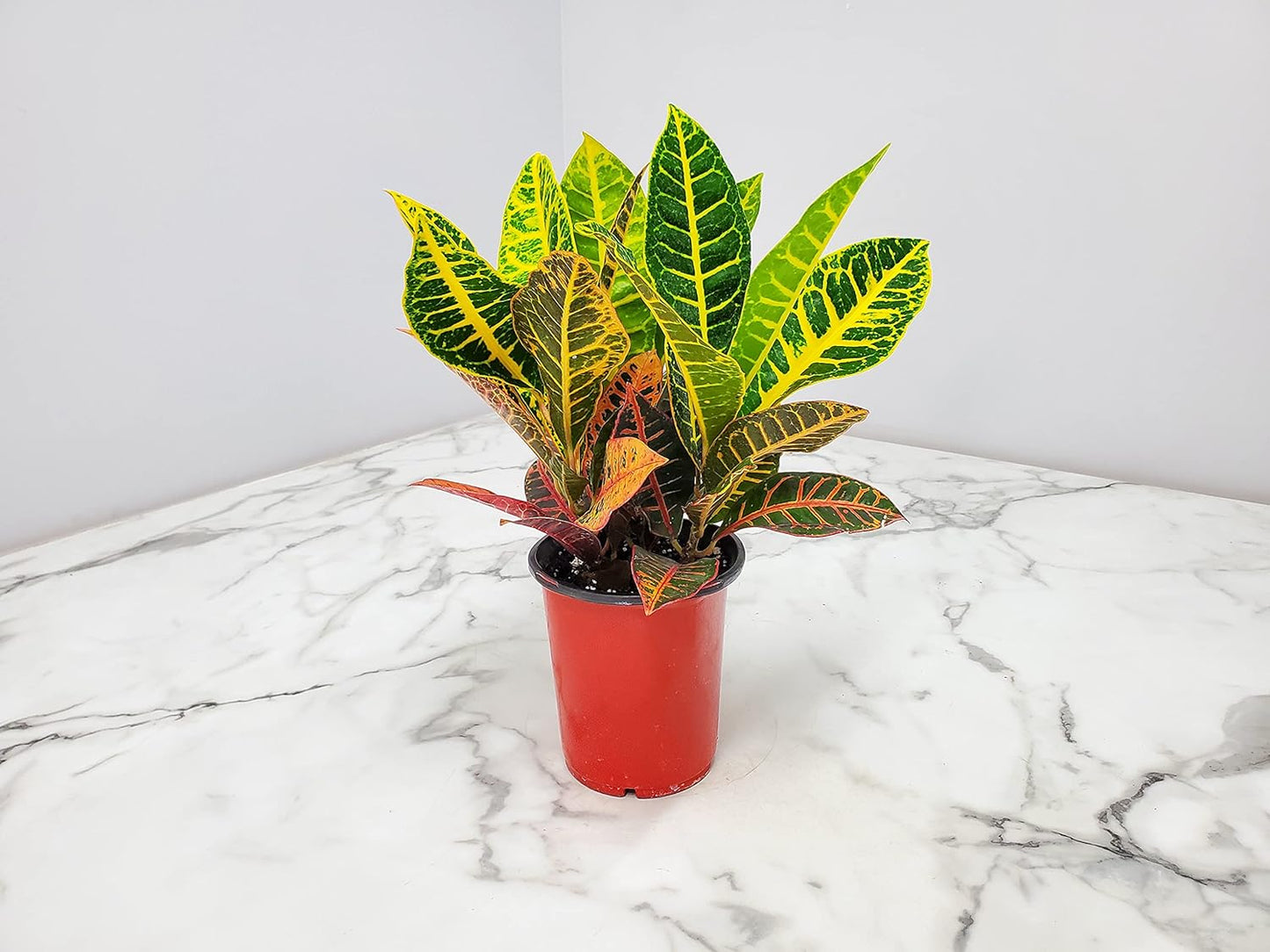 Croton Plants (Petra, 1 Gallon/6" Nursery Pot)