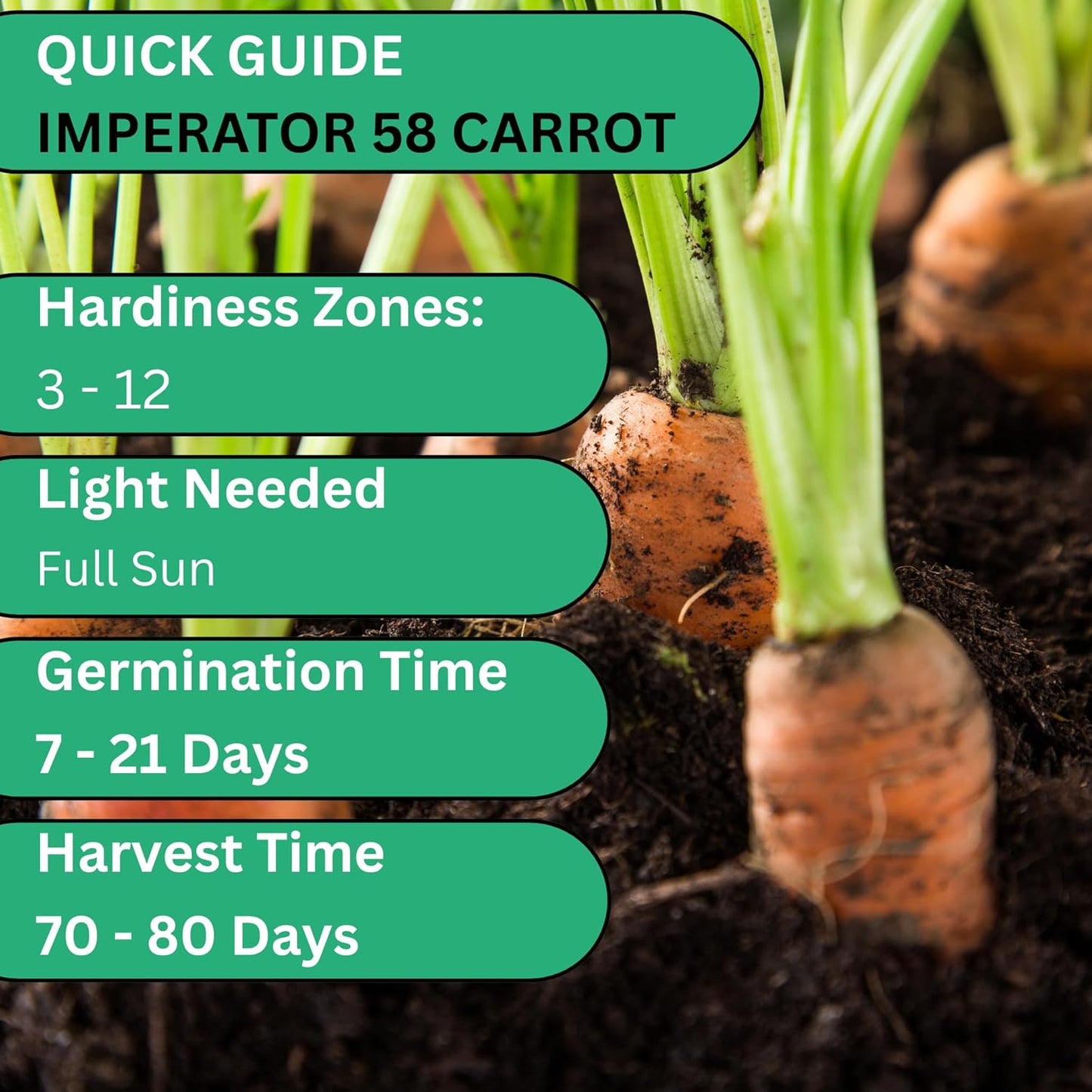Woods Creek Seeds: Imperator 58 Carrot Seeds for Planting - Over 1,000 Heirloom Carrot Seed Pack - Non-GMO Carrots Seeds for Planting Outdoors or Indoors - Beginner Friendly Vegetable Gardening