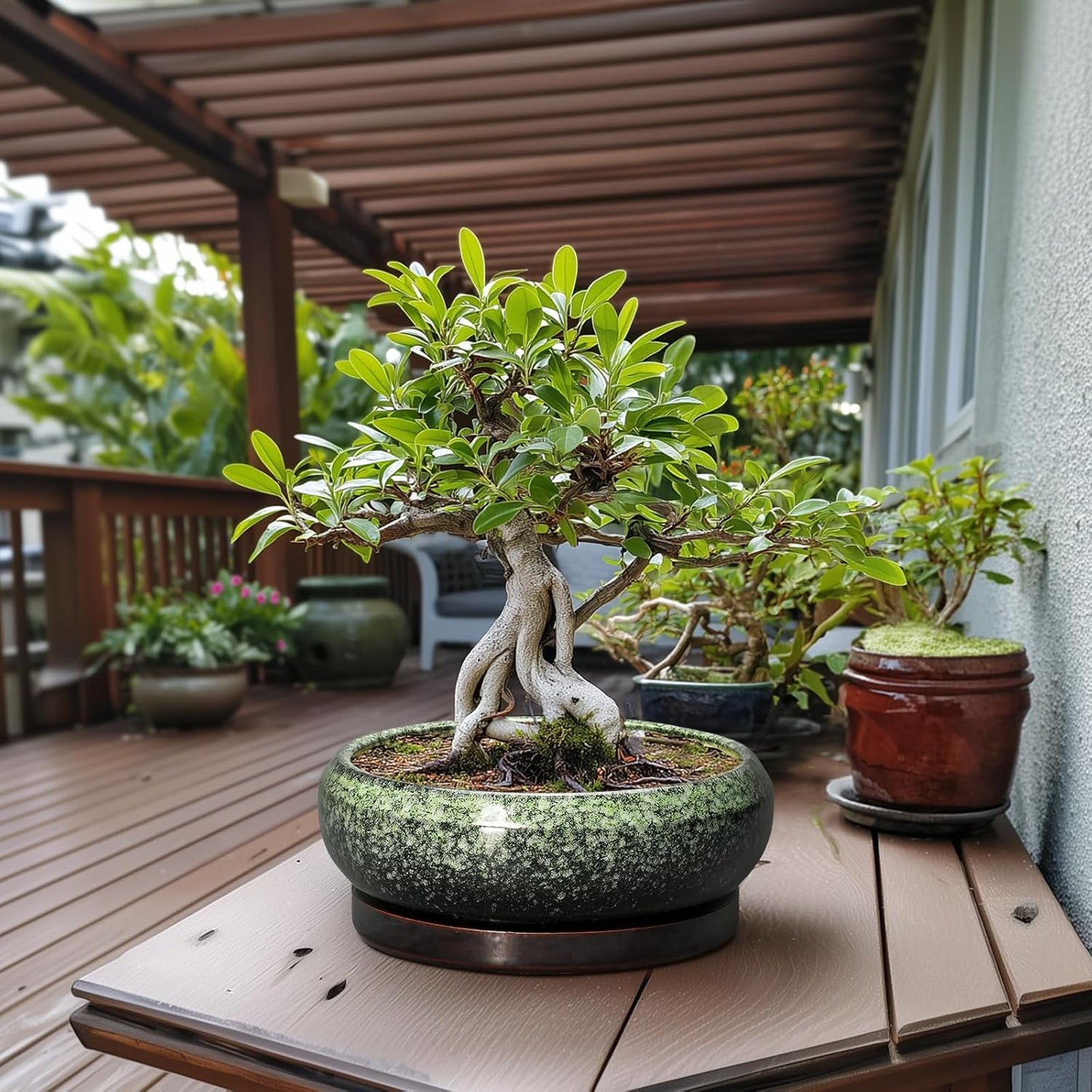 Bonsai Pots - 13 Inch Ceramic Succulent Planters Indoor, Round Shallow Planter with Drainage Hole and Saucer, Large Succulent Pot, Bowl Planter Outdoor, House Decor, Housewarming Gift, Green