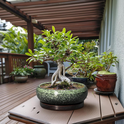 Bonsai Pots - 13 Inch Ceramic Succulent Planters Indoor, Round Shallow Planter with Drainage Hole and Saucer, Large Succulent Pot, Bowl Planter Outdoor, House Decor, Housewarming Gift, Green