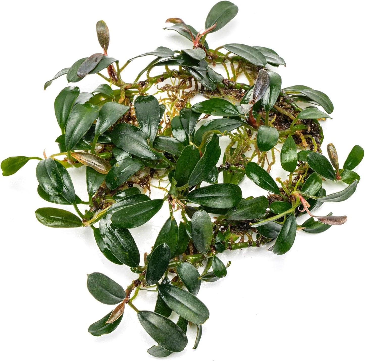 SubstrateSource Bucephalandra Brownie Phoenix Live Aquarium Plant - Natural Freshwater Fish Tank Decorations, Aquatic Decor (Plant (10-15 Leaves))