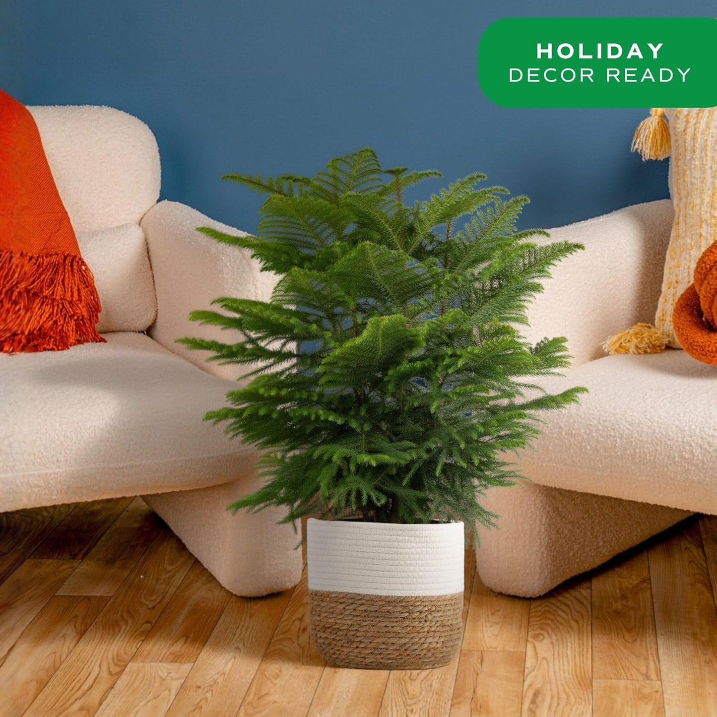Costa Farms Norfolk Island Pine Live Christmas Tree, House Plant in Decorative Holiday Pot, Easy to Maintain Large Indoor Houseplant, Holidays or Christmas Décor, Decoration, or Gift, 3-4 Feet Tall