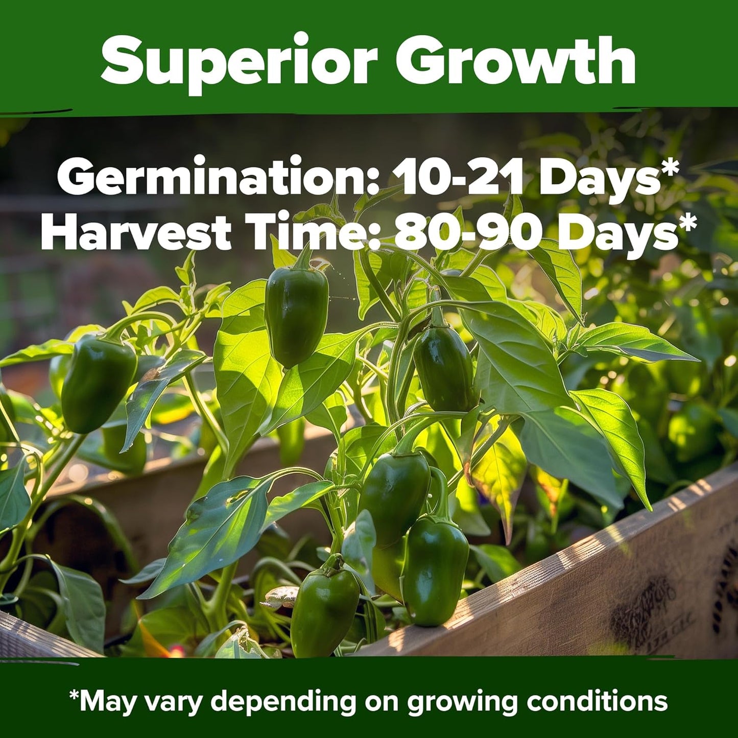 HOME GROWN Jalapeno Pepper Seeds – 258 𝗡𝗢𝗡-𝗚𝗠𝗢 𝗨𝗦𝗔 Heirloom Seeds (Capsicum annuum) – High Germination, Easy to Grow, Early Harvest Hot Peppers
