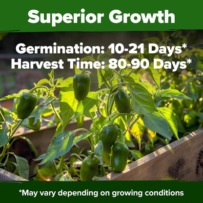 HOME GROWN 𝗨𝗦𝗔 𝗣𝗥𝗘𝗠𝗜𝗨𝗠 Jalapeno Pepper Seeds – 129 𝗡𝗢𝗡-𝗚?𝗢 Heirloom Seeds (Capsicum annuum) – High Germination, Easy to Grow, Early Harvest Hot Peppers
