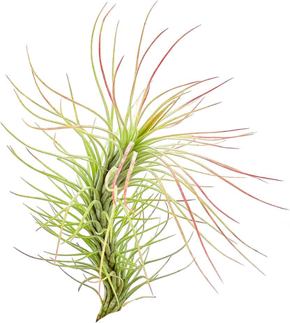 ragnaroc Air Plants - Tillandsia Funckiana, Large 5" - 2ct - Live Arrival Guaranteed - House Plants for Home Decor & Gift