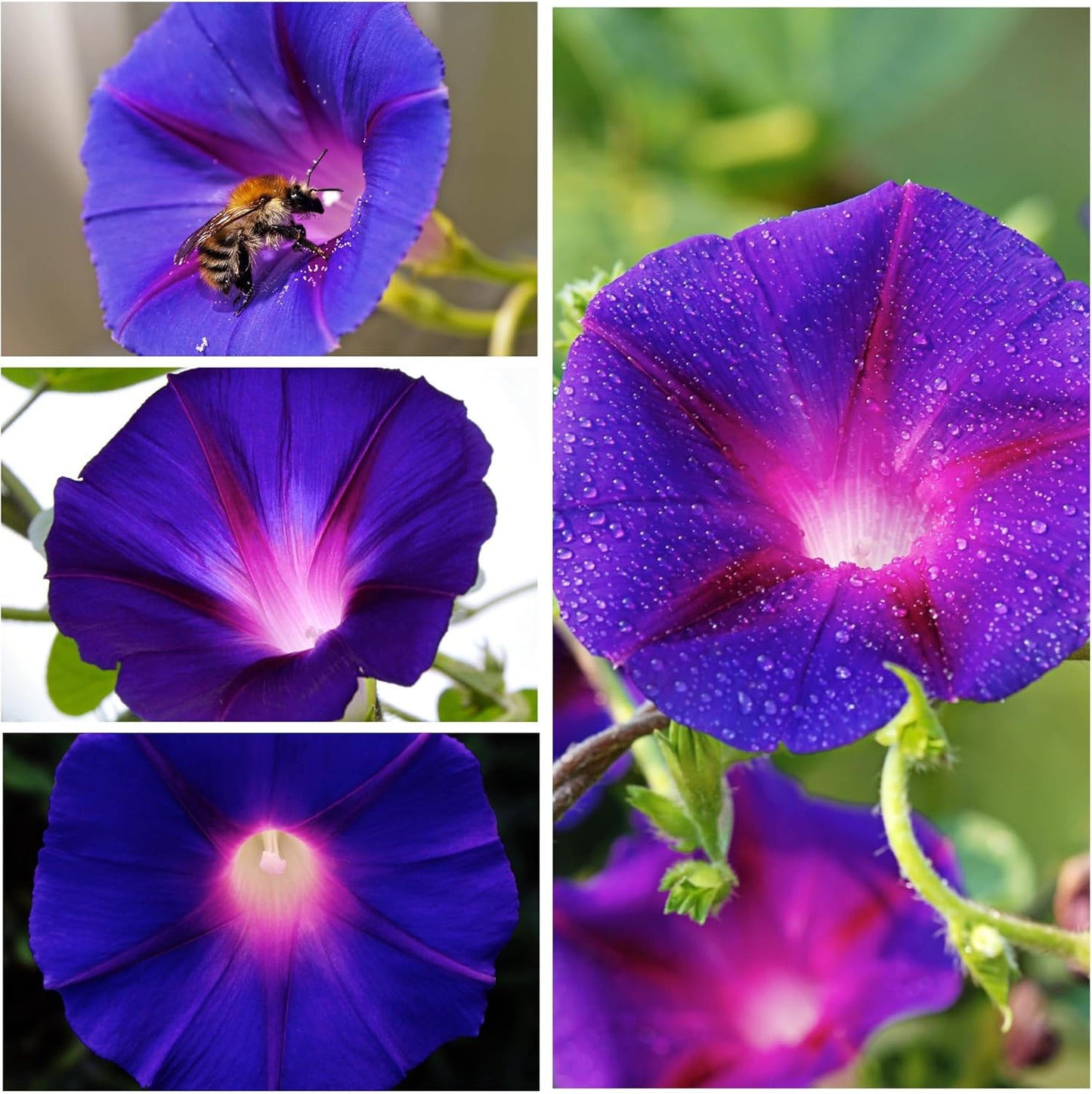 Seed Needs, Grandpa OTT Morning Glory Seeds - 100 Heirloom Seeds for Planting Ipomea purpurea - Annual Blue/Violet Blooms, Flowering Vine for a Natural Privacy Fence (2 Packs)