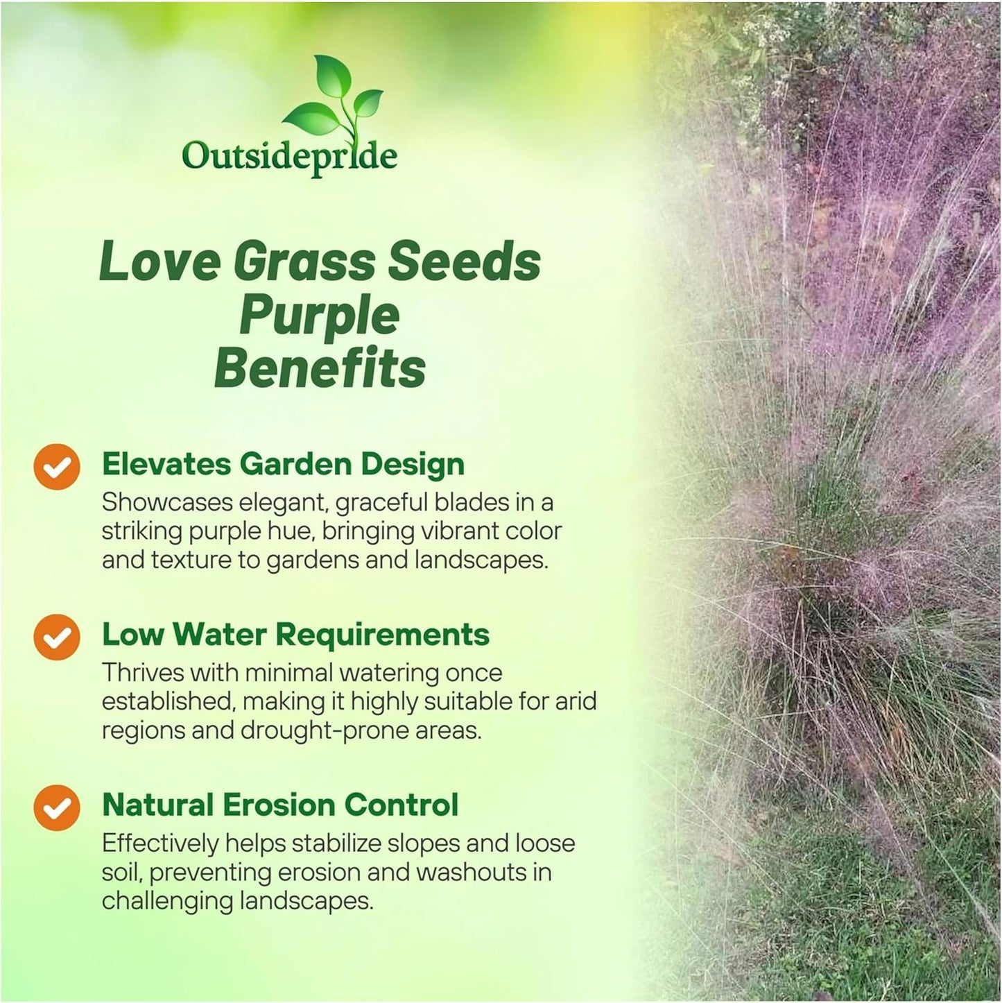 Outsidepride 500 Seeds Perennial Eragrostis Spectabilis Ornamental Love Grass Seed for Planting