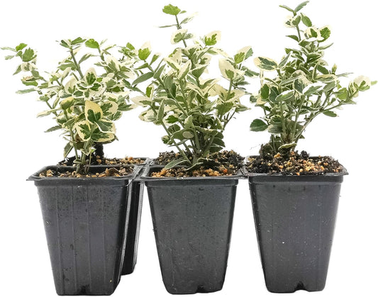 6 Emerald Gaiety Euonymus in 3.5" Nursery Cubes | Euonymus fortunei ‘Emerald Gaiety’ | Live Plants | Variegated Evergreen Shrub for Borders, Groundcover & Containers