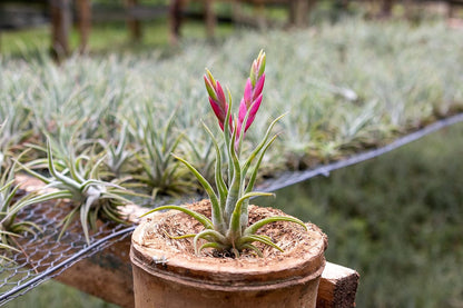 Tillandsia Caput Medusae Air Plants - Live Succulent House Plants - Available in Wholesale and Bulk - Home and Garden Decor - Easy Care Indoor/Outdoor Air Plant (Pack of 3)
