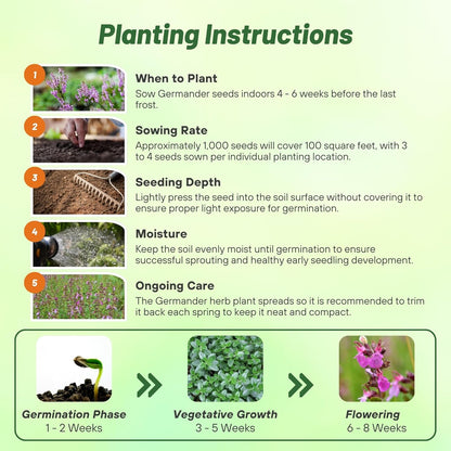 Outsidepride Germander Herb Seeds - 500 Pcs Perennial, 18-Inch Tall, Violet Blooms, Evergreen Ornamental Hedge for Herb Gardens, Attracts Bees & Butterflies, Minimal Watering Needs