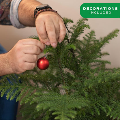 Costa Farms Live Christmas Tree, Large Norfolk Island Pine in Red Indoor Holiday Planter, DIY Christmas Decorations, Ornaments, Christmas Gift and Holiday Room Decor, 3 Feet Tall