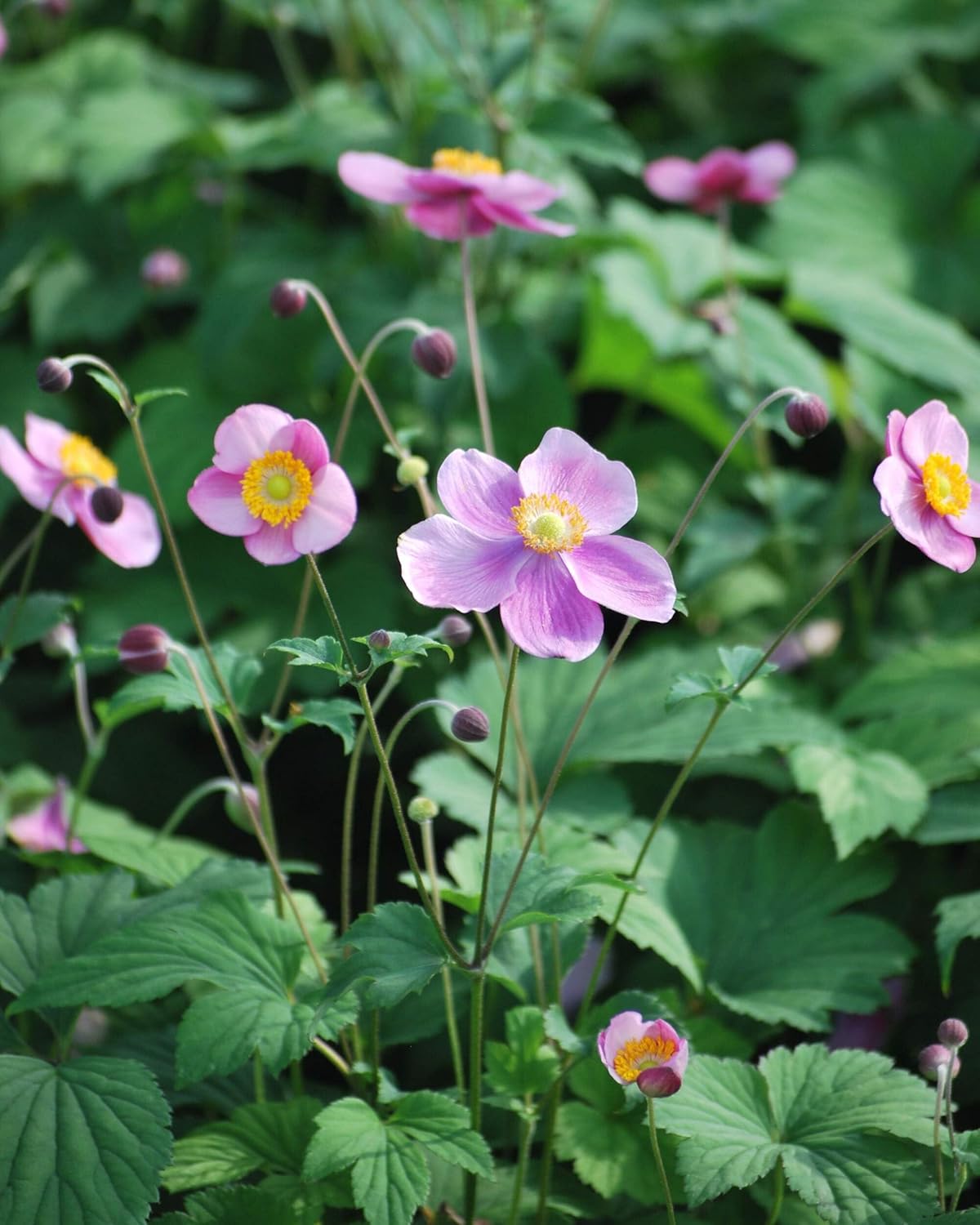 Perennial Farm Anemone Tomentosa 'Robustissima' – Live Windflower Perennial in #1 Container, Soft Pink Blooms, Vigorous & Hardy, Long Blooming, Deer Resistant, Ideal for Borders & Late Summer Color