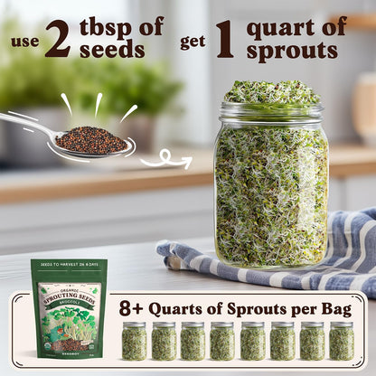 Seedboy Organic Non-GMO Broccoli Seeds for Sprouting - USA Grown Microgreens Sprouting Seeds - 8 oz Bag Makes 8 Quarts / 24 Servings (Di Cicco Broccoli)