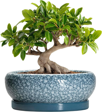 Bonsai Pots 10 Inch - Ceramic Succulent Planters with Drainage Hole and Saucer, Succulent Pots for Indoor Outdoor, Shallow Flower Pot, Round Planter, Patio Decor, Housewarming Gifts, Blue